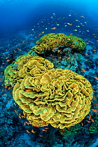 Yellow cabbage coral (Turbinaria reniformis) growing on a coral reef, surrounded by scalefin anthias: Pseudanthias squamipinnis. Ras Mohammed National Park, Sinai, Egypt. Red Sea