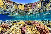 Hard corals (including Acropora sp., Platygyra sp. and Pocillopora spp.) growing in shallow water and reflected in the surface. Ras Umm Sid, Sharm El Sheikh, Sinai, Egypt. Red Sea