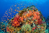 A colourful coral pinnacle, with orange scalefin anthias (Pseudanthias squamipinnis) swarming over red and orange soft corals (Dendronephthya sp. and Scleronephthya sp.) and hard corals, in a current....