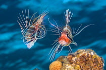 Clearfin lionfish (Pterois radiata) mating. The female (left) has just released a raft of eggs, which is visible between her tail and the red face of the male. Taken around dusk, during the summer in...
