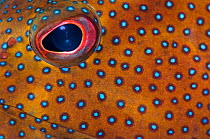 Detailed photo of the eye and pattern of a Coney (Epinephelus fulvus). George Town, Grand Cayman, Cayman Islands, British West Indies. Caribbean Sea.