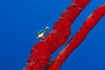 Slender filefish (Monacanthus tuckeri) with red rope sponge on a coral reef. Grand Cayman, Cayman Islands, British West Indies. Caribbean Sea.