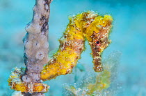 Yellow longsnout seahorse (Hippocampus reidi) female holds onto a sea rod with its prehensile tail, on a coral reef. West Bay, Grand Cayman, Cayman Islands, British West Indies. Caribbean Sea.