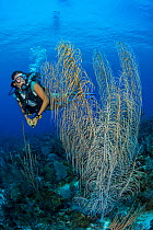 Diver (Kaitlin Debrabandere) swimming past a large sea plume (Pseudopterogorgia sp.) growing on coral reef. East End, Grand Cayman, Cayman Islands, British West Indies. Caribbean Sea.