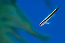 Cleaning goby (Elacatinus genie) hovering in mid-water. East End, Grand Cayman, Cayman Islands, British West Indies. Caribbean Sea.