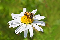 Hoverfly (Helophilus trivittatus) pair mating on Ox-eye daisy (Leucanthemum vulgare) flower. Cheshire, England, UK. June.