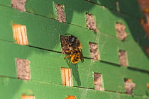 Red mason bee (Osmia bicornis) female sealing entrance to nest hole in bee nesting box. On wall of house, Cheshire, England, UK. May.