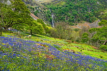 Bluebell (Hyacinthoides non-scripta) flowering on slopes of Aber Valley, Aber Falls in background. Snowdonia National Park, Wales, UK. May 2019.