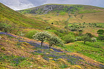 Hawthorn (Crataegus monogyna) blossoming in carpet of Bluebell (Hyacinthoides non-scripta), hills in background, Aber Valley, Gwynedd, Wales, UK. May 2019.