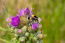 Hoverfly (Volucella bombylans), bumblebee mimic nectaring on Thistle (Cirsium sp) flower. North Wales, UK. June.