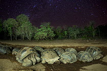 Alcedo giant tortoise (Chelonoidis vandenburghi) group sleeping at Alcedo Volcano at night, under starlit sky. Isabela Island, Galapagos.
