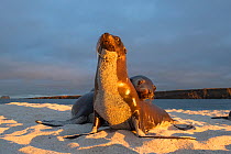 Galapagos sea lion (Zalophus wollebaeki), two on beach, front of sea lion covered in sand, in morning light. Mosquera Islet, Galapagos.