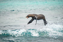 Galapagos sea lion (Zalophus wollebaeki) jumping out of Pacific ocean. Sombrero Chino, Santiago Island, Galapagos.