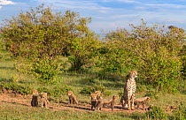 Female cheetah (Acinonyx jubatus) named Silgi (means &#39;bright future&#39; in Swahili) walking with 7 cubs. Masai Mara National Reserve, Kenya