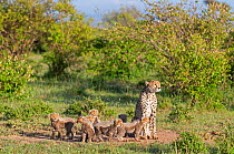 Female cheetah (Acinonyx jubatus) named Silgi (means 'bright future' in Swahili) walking with 7 cubs. Masai Mara National Reserve, Kenya