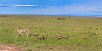 Cheetah (Acinonyx jubatus) female named Silgi (means &#39;bright future&#39; in Swahili) walking with 7 cubs. Masai Mara National Reserve, Kenya