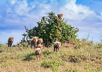 Seven cheetah cubs (Acinonyx jubatus), Masai Mara National Reserve, Kenya