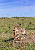 Female cheetah (Acinonyx jubatus) named Silgi (means &#39;bright future&#39; in Swahili) with seven cubs, carrying prey. Masai Mara National Reserve, Kenya.