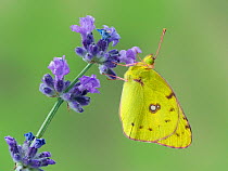 RF - Clouded yellow butterfly (Colias crocea) on lavender, Hertfordshire, England, UK, September. Focus stacked image. Captive. (This image may be licensed either as rights managed or royalty free.)