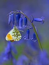 Orange tip butterfly (Anthocharis cardamines) on bluebell flower in English woodland, Hertfordshire, England, UK, April.