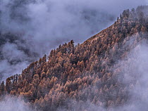 Larch trees (Larix decidua) in mist, Alps, France. November  2013.