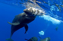 Short-finned pilot whale (Globicephala macrorhynchus) female carrying dead calf below water surface. Tenerife, Canary Islands.