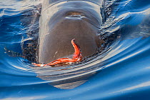 Short-finned pilot whale (Globicephala macrorhynchus) emerging from depths with Squid (Cephalopoda) stuck on head. Tenerife, Canary Islands.