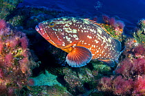 Canary fish (Epinephelus marginatus) in reef. El Hierro, Canary Islands.