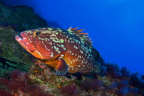 Canary fish (Epinephelus marginatus) resting on sea floor. El Hierro, Canary Islands.