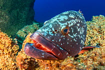 Canary fish (Epinephelus marginatus) in reef. El Hierro, Canary Islands.