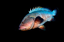 Canary fish (Epinephelus marginatus). El Hierro, Canary Islands.