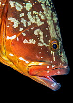 Canary fish (Epinephelus marginatus) portrait with mouth open. El Hierro, Canary Islands.