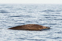 Blainville&#39;s beaked whale (Mesoplodon densirostris) male, scars on body visible above water surface. El Hierro, Canary Islands.