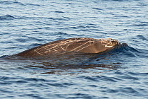 Blainville&#39;s beaked whale (Mesoplodon densirostris) male, blowhole and scars on body. El Hierro, Canary Islands.