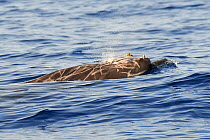 Blainville&#39;s beaked whale (Mesoplodon densirostris) male, blowhole and beak, scars on body. El Hierro, Canary Islands.