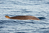 Blainville&#39;s beaked whale (Mesoplodon densirostris) male, dorsal fin and scars on body. El Hierro, Canary Islands.