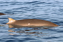 Blainville&#39;s beaked whale (Mesoplodon densirostris) dorsal fin at surface. El Hierro, Canary Islands.