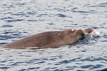 Blainville&#39;s beaked whale (Mesoplodon densirostris) blowhole and beak at water surface. El Hierro, Canary Islands.
