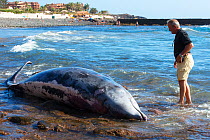 Blainville&#39;s beaked whale (Mesoplodon densirostris) washed up dead on beach, man standing in water looking at whale, prior to necropsy to determine reason for death. Tenerife, Canary Islands. 2015...