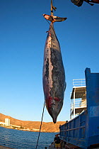Blainville&#39;s beaked whale (Mesoplodon densirostris) hoisted in air, prior to necropsy to determine reason for death. Tenerife, Canary Islands. 2015.