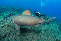 Smalltooth sand tiger shark (Odontaspis ferox) swimming over sea floor, diver in background. El Hierro. Canary Islands.
