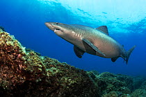Smalltooth sand tiger shark (Odontaspis ferox) swimming over sea floor. El Hierro. Canary Islands.