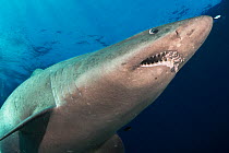 Smalltooth sand tiger shark (Odontaspis ferox) with open mouth, view from below. El Hierro. Canary Islands.