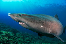 Smalltooth sand tiger shark (Odontaspis ferox) swimming over sea floor, small fish in background. El Hierro. Canary Islands.