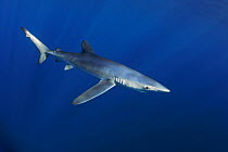 Blue shark (Prionace glauca). Canary Islands. North Atlantic Ocean.