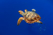 Loggerhead sea turtle (Caretta caretta) and fish. Tenerife, Canary Islands.