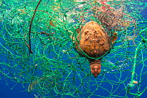 Loggerhead turtle (Caretta caretta) tangled in fishing net. Tenerife, Canary Islands. 2019.