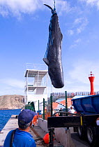 Sperm whale (Physeter macrocephalus) in net, hoisted in air prior to necropsy, man watching in foreground. Tenerife, Canary Islands, 2010.