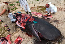 Scientists performing Sperm whale (Physeter macrocephalus) calf necropsy on beach to determine cause of death, whale found drifting at sea. Tenerife, Canary Islands. 2010.