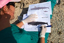 Woman annotating illustrations of Sperm whale (Physeter macrocephalus) during necropsy of dead calf found drifting at sea. Tenerife, Canary Islands. 2010.